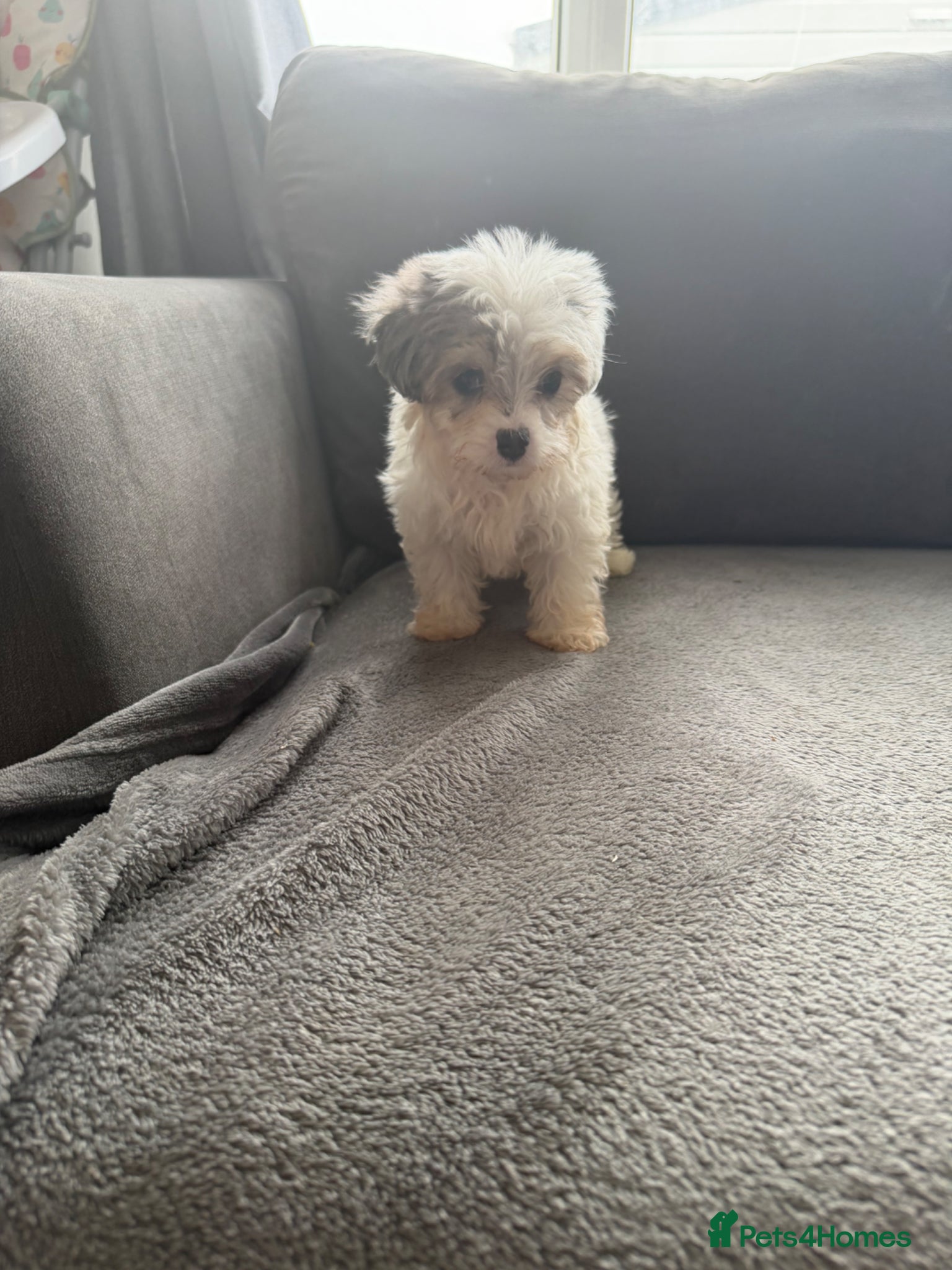 Maltipoo dogs Ready to leave ! 3 beautiful Maltipoos  - Advert 13