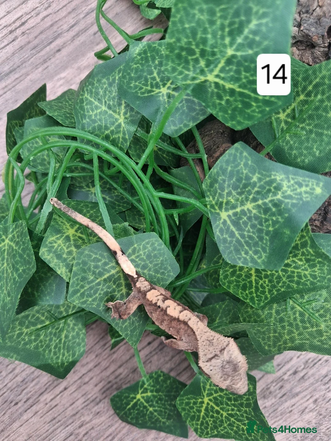 Gecko reptiles for sale: Crested geckos - Advert 28