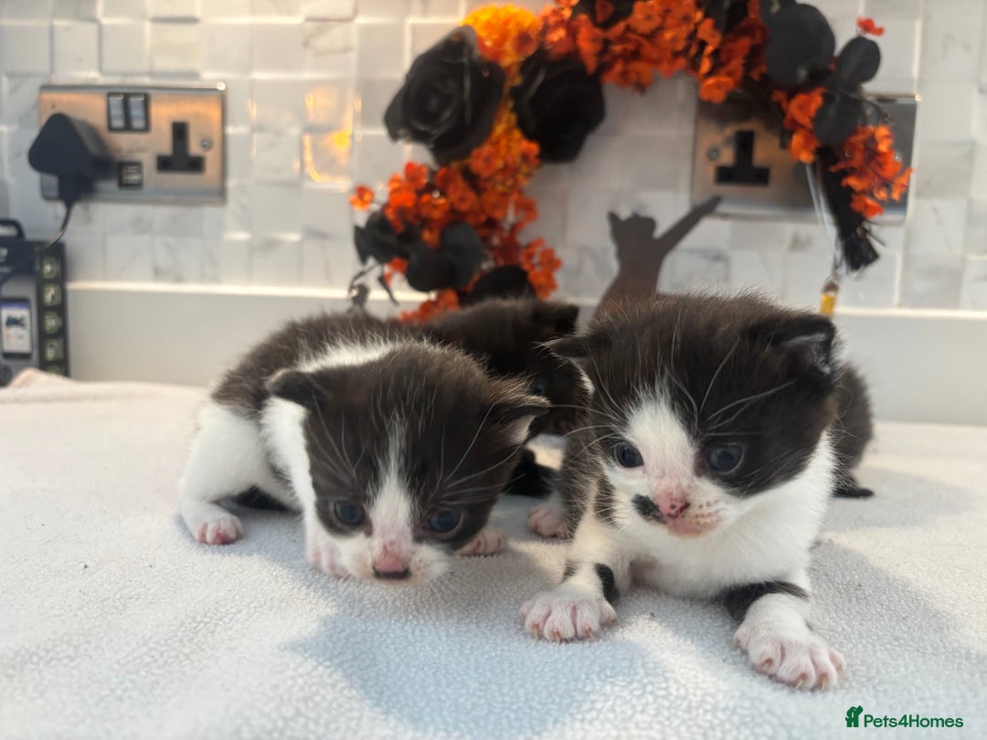 Mixed Breed cats for sale: Mixed British shorthair kittens! 🐈‍⬛  - Image 9