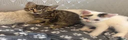 Mixed Breed cats for sale: Kittens/cats looking for their forever home in Luton - Advert 9