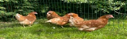Chickens poultry for sale: Chickens Point of lay hens - Advert 5