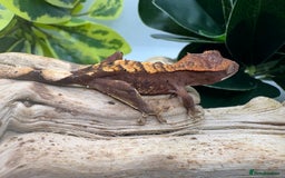 Gecko reptiles for sale: Crested Gecko Babies - Advert 3