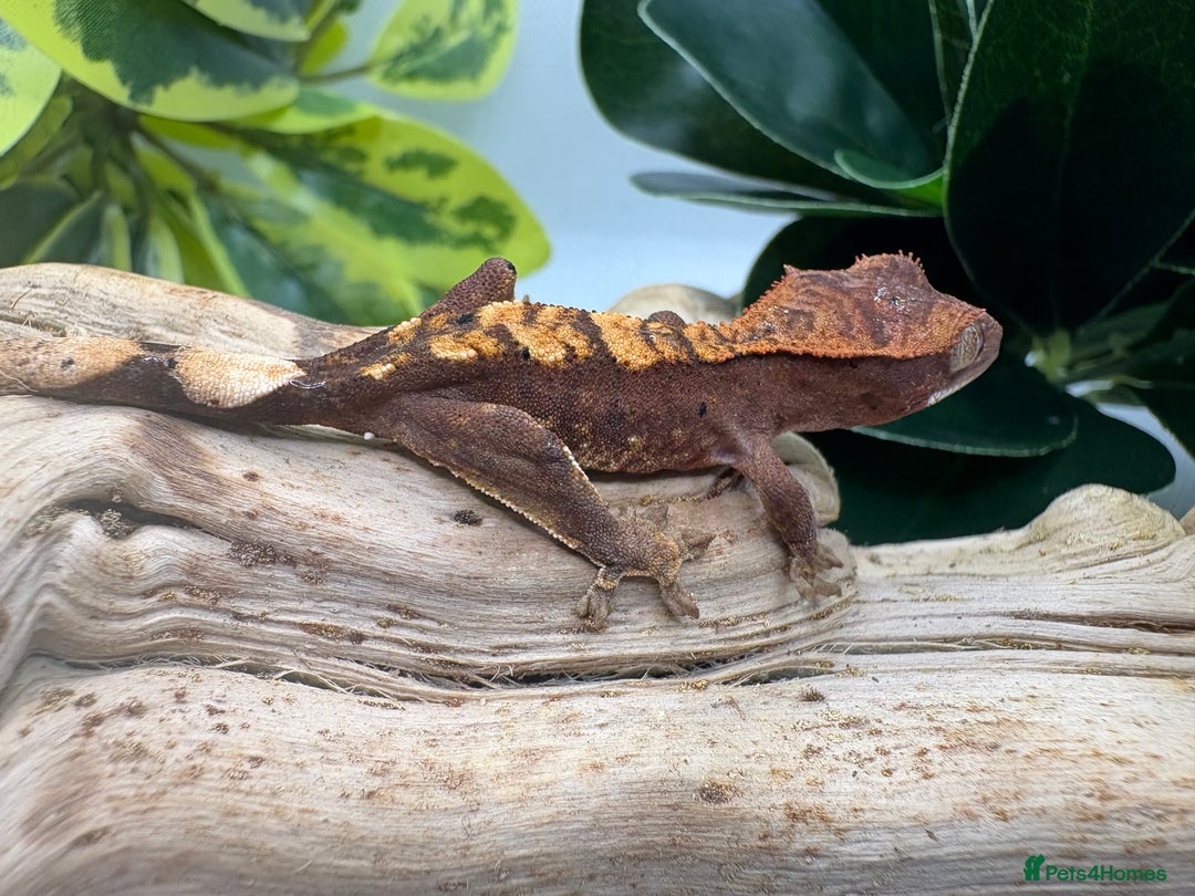 Gecko reptiles for sale: Crested Gecko Babies - Advert 3