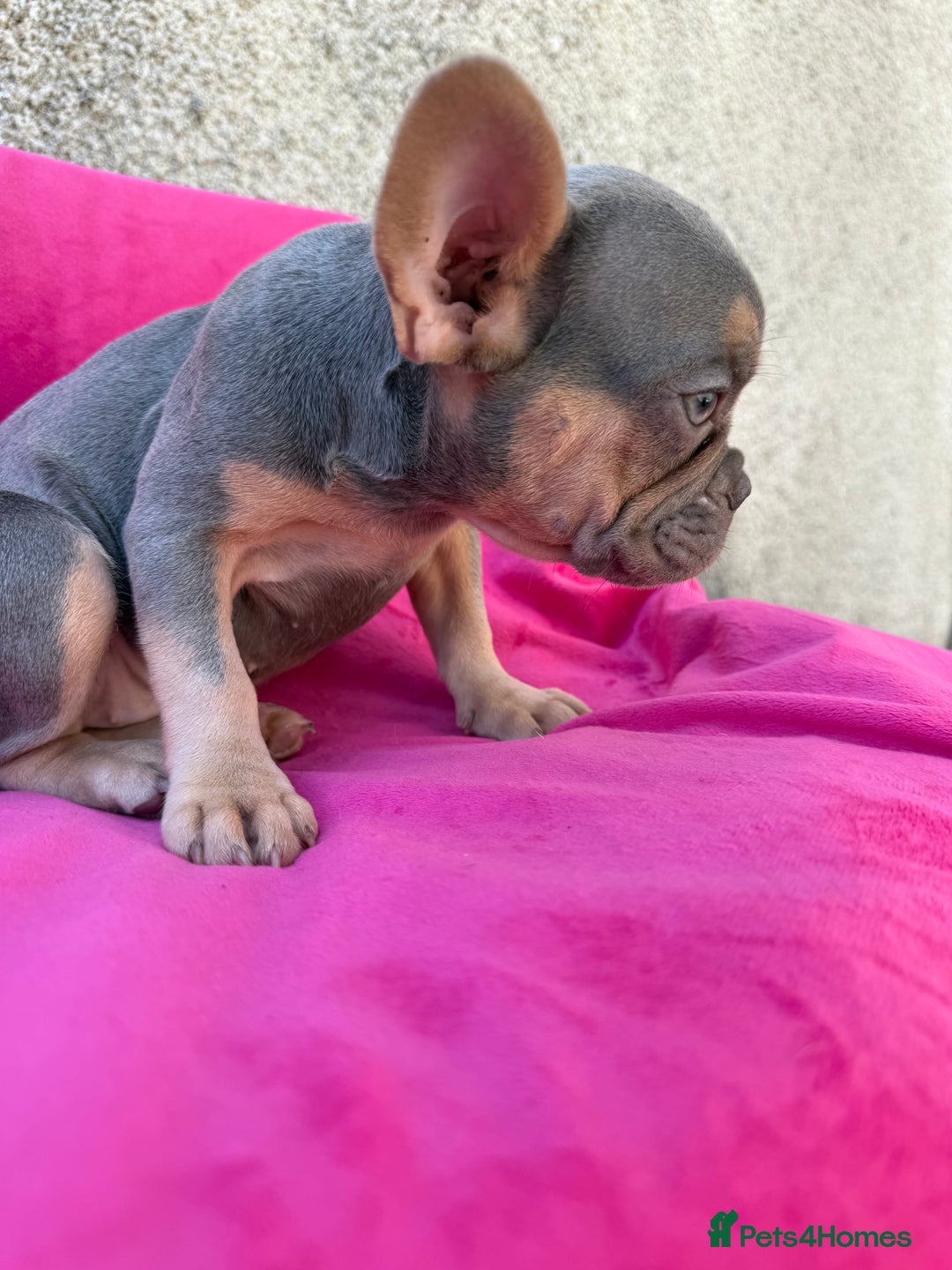 French Bulldog dogs for sale: 🔥READY TODAY Quality KC French Bulldog Puppies✨🔥 - Image 31