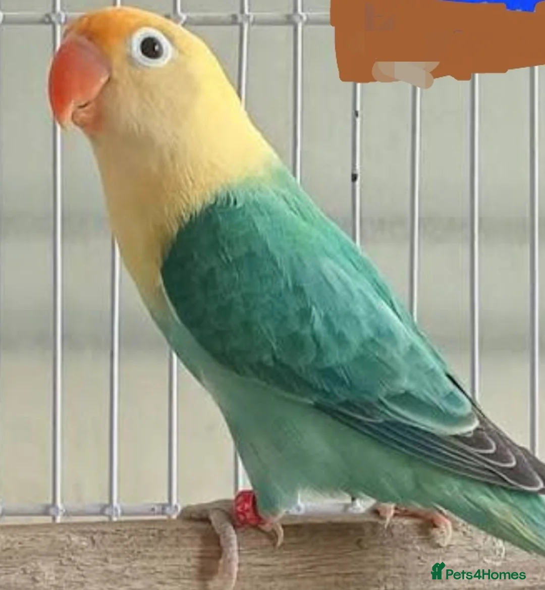 Lovebirds birds for sale: VOLIT BLUE PARBLUE PASTALINO VOILET BLUE EUWING   - Advert 1