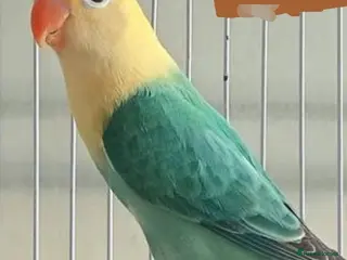 Lovebirds birds VOLIT BLUE PARBLUE PASTALINO VOILET BLUE EUWING - Advert 10