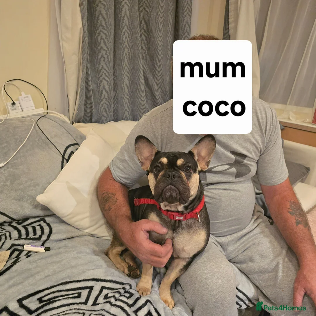 French Bulldog dogs for sale: French bulldog  - Advert 1