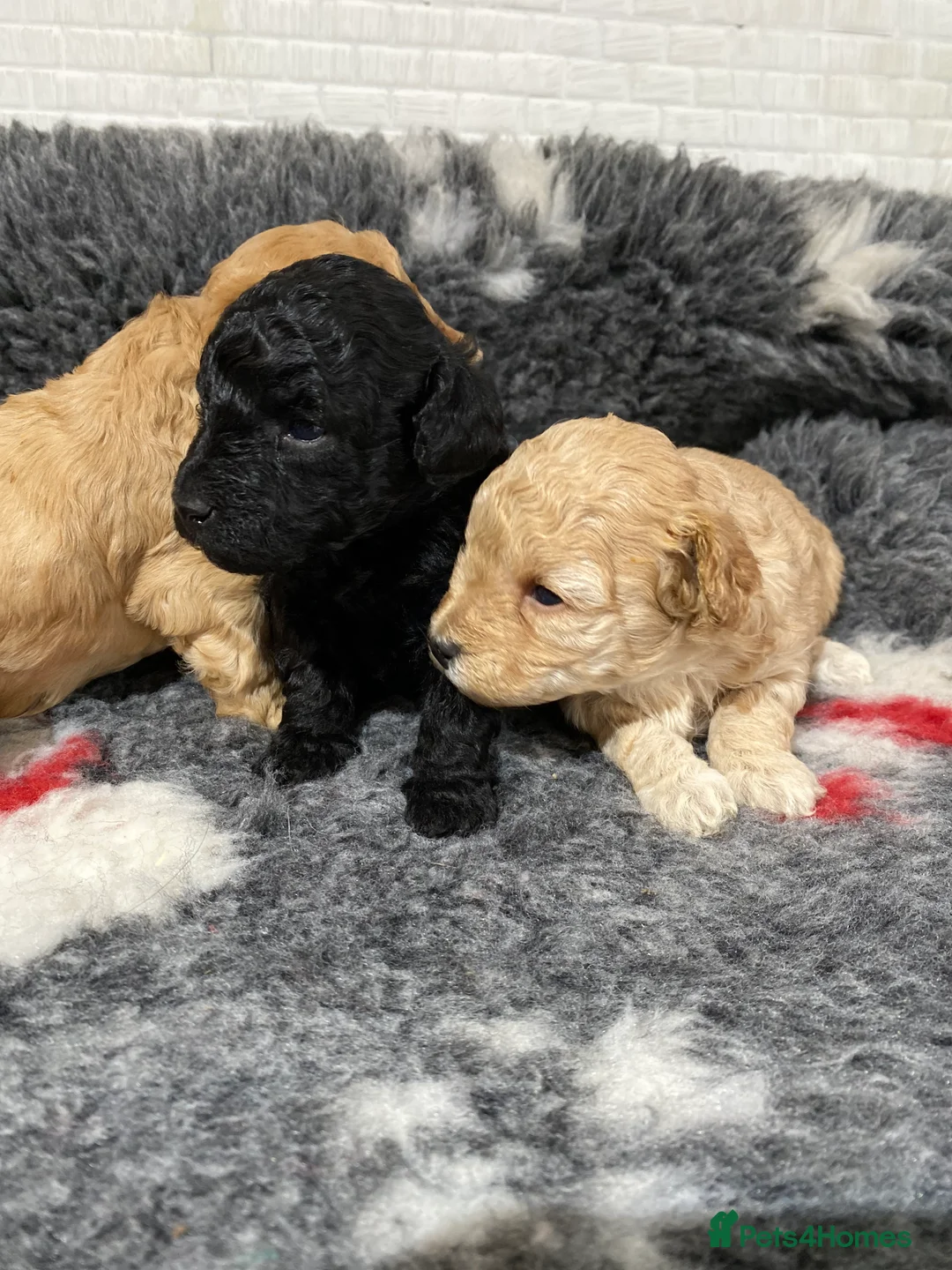 Toy Poodle dogs for sale: Toy Poodles KC Registered Health Tested Parents - Advert 17