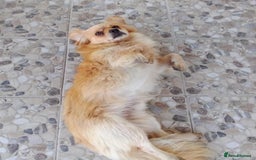 Mixed Breed dogs for adoption: Toby, superb little boy - for a Loving Home - Image 4