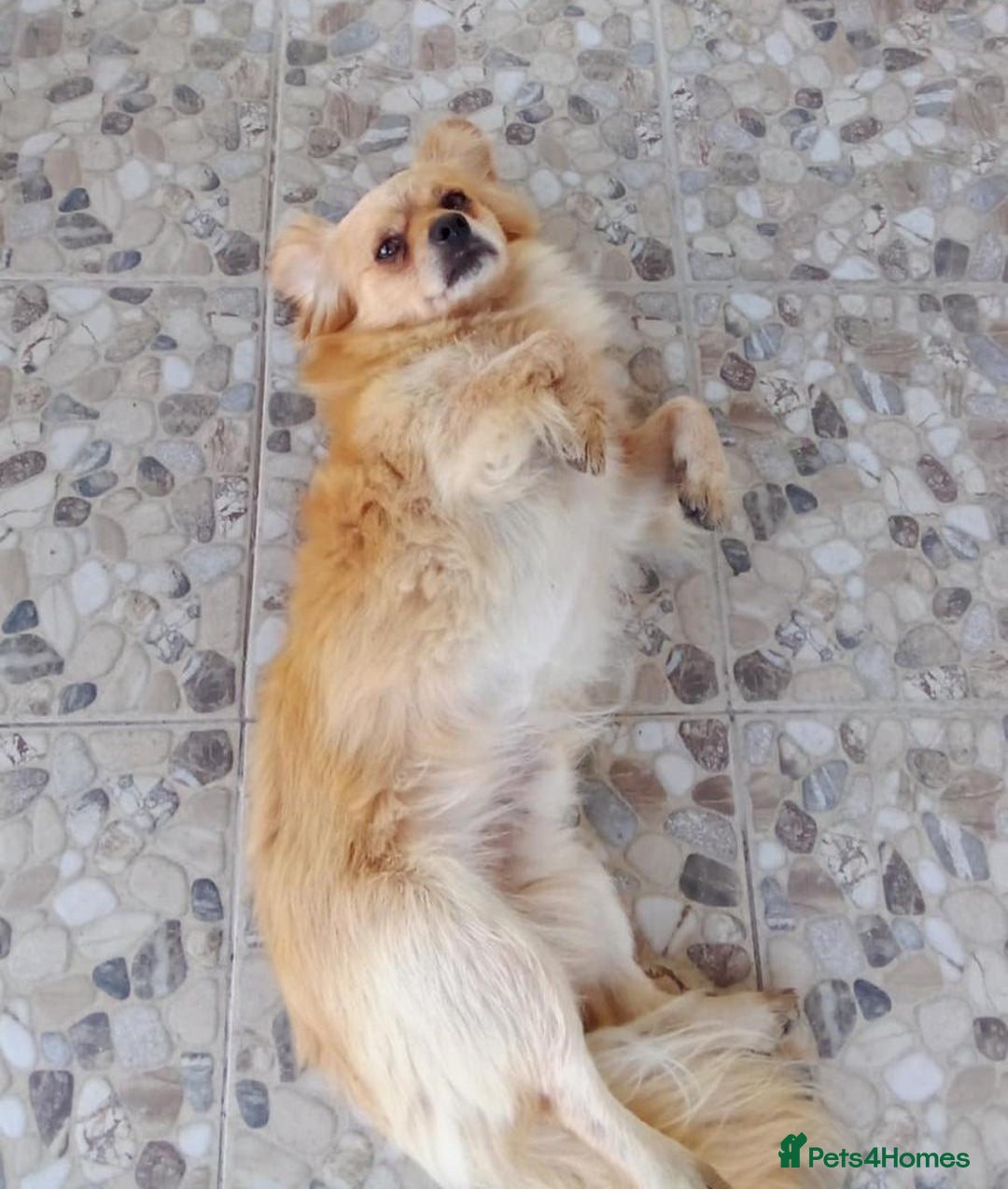 Mixed Breed dogs for adoption: Toby, superb little boy - for a Loving Home - Image 4