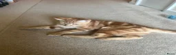 Mixed Breed cats for sale: Ginger Tabby Kitten – 5 Months Old in London - Advert 3