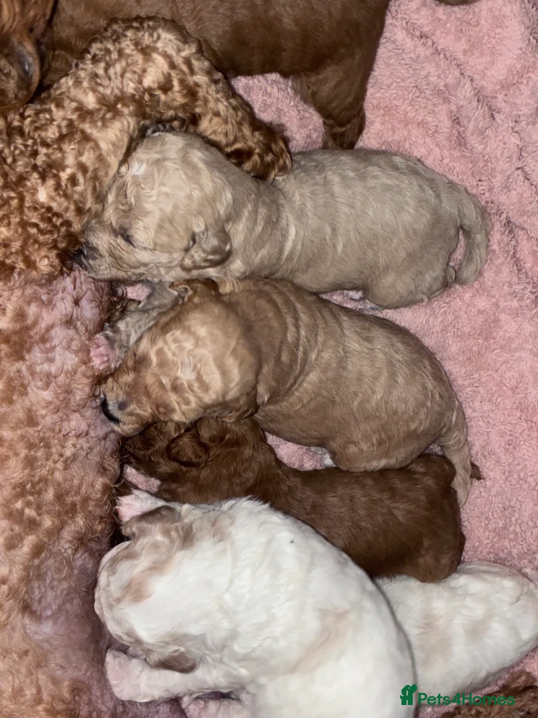 Poochon dogs for sale: Adorable F2 Poochon Puppies for Sale 🐶 in Ferndale - Advert 2