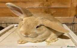 Dwarf Lop rabbits for sale: Dwarf lops ready for forever homes 15th November  - Image 11