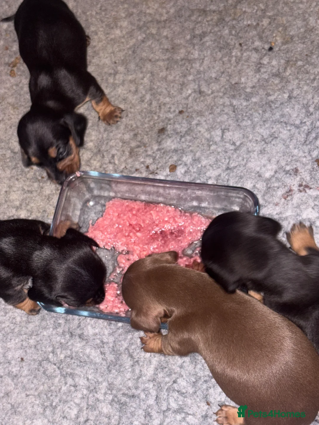 Miniature Dachshund dogs for sale: Pedigree miniature dachshund puppies  - Advert 3