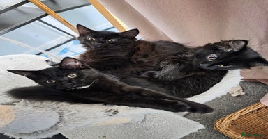 British Longhair cats - Advert 13