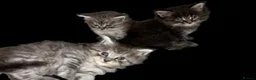Maine Coon cats for sale: 2 Left TICA MAINE COON KITTENS ACTIVE AVAILABLE  - Advert 30