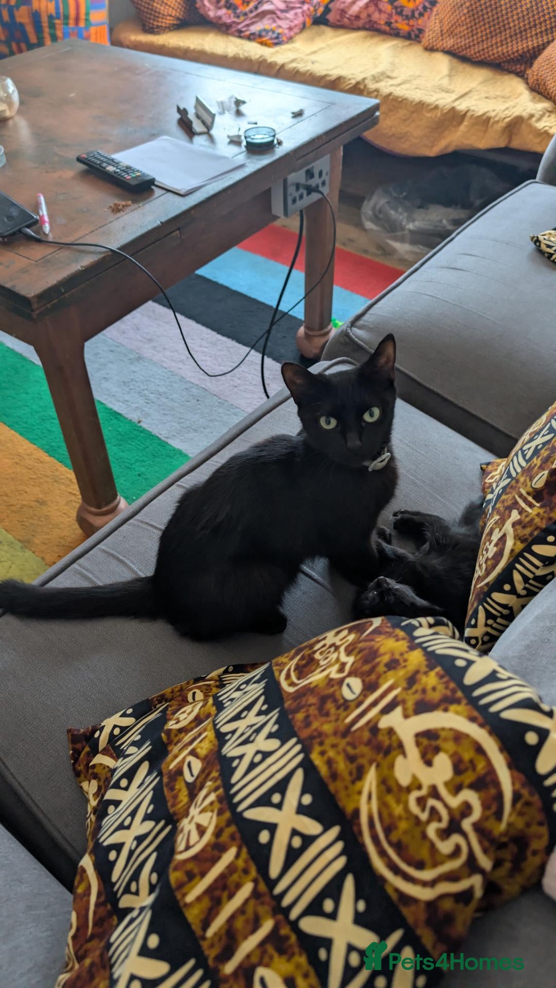 British Shorthair cats Mother and Son looking for home - Advert 1