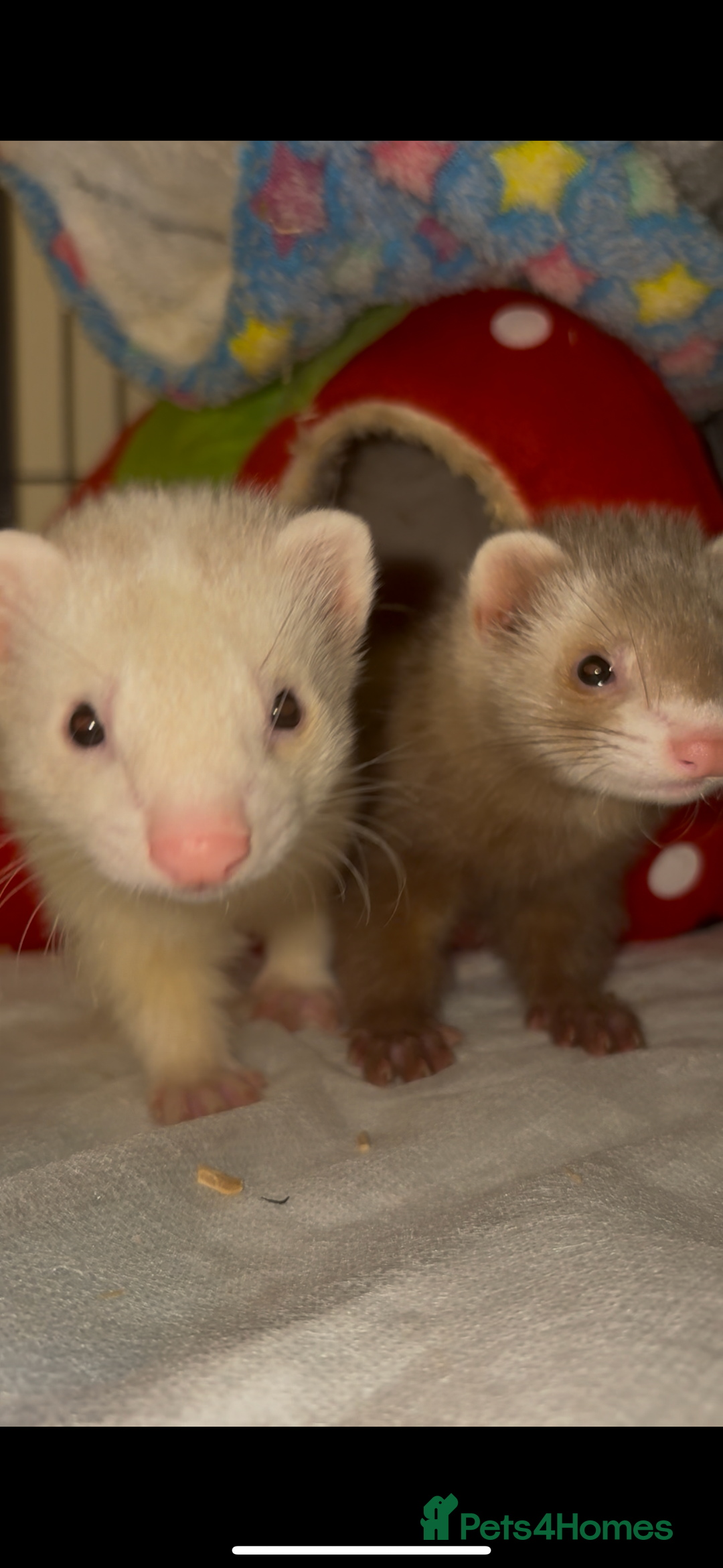 Ferret rodents for sale: 2 Ferret Jills 4 months old  - Advert 14