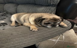 Pug dogs for sale: Older pug looking for loving home  - Image 7