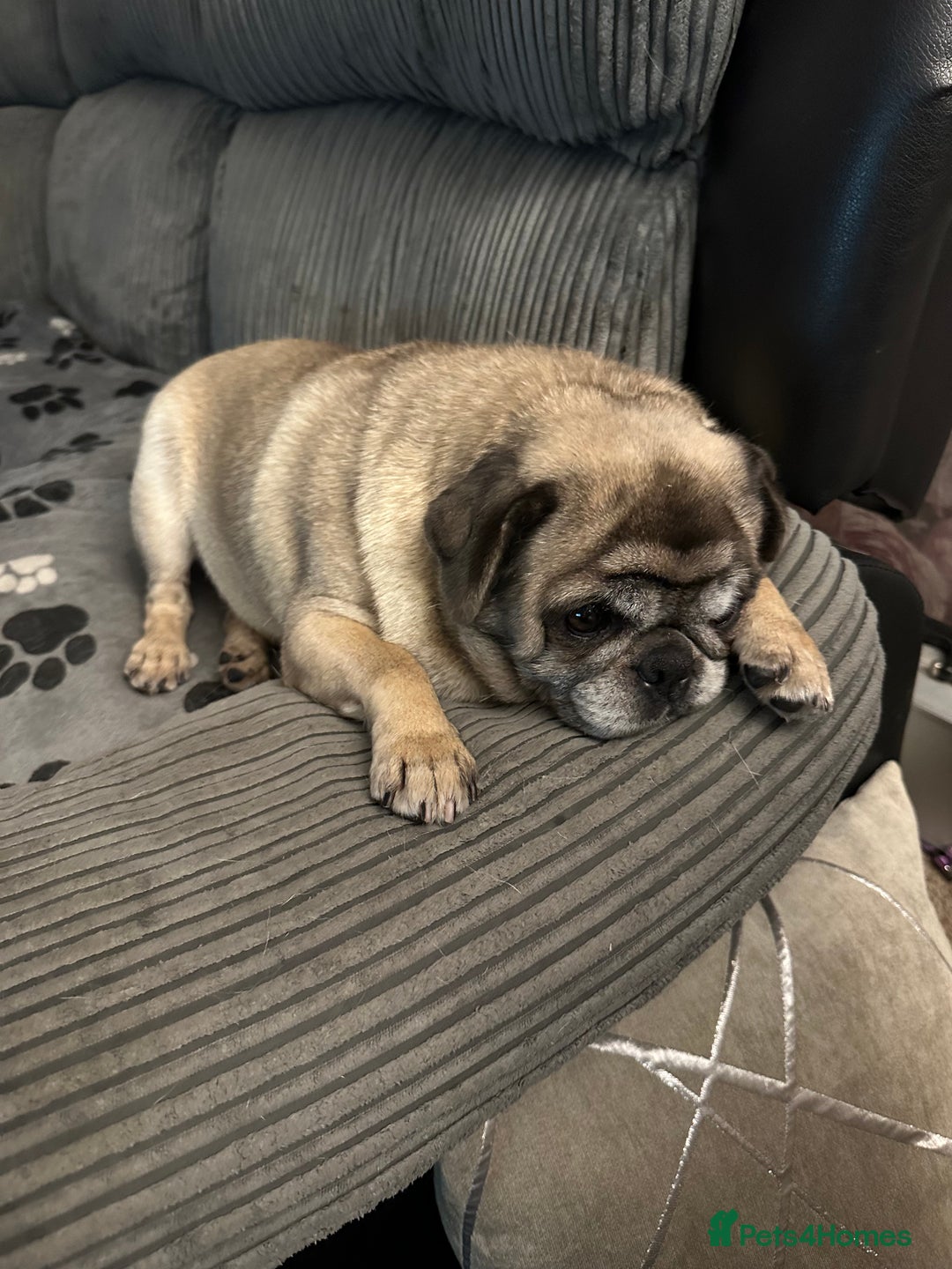 Pug dogs for sale: Older pug looking for loving home  - Image 7