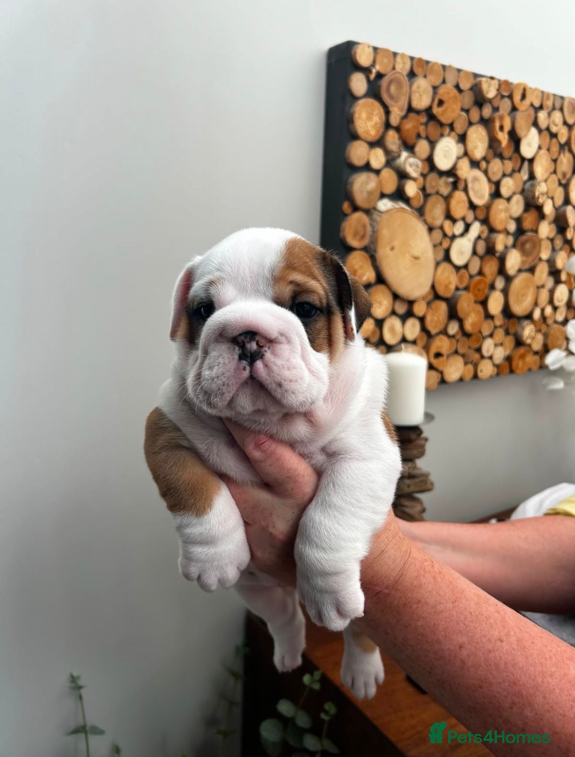 English Bulldog dogs Excellent Pedigree KC Reg British Bulldog Puppies  - Advert 2