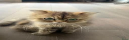Persian cats for sale: Fluffy babies in need of new forever home  in Lichfield - Advert 1