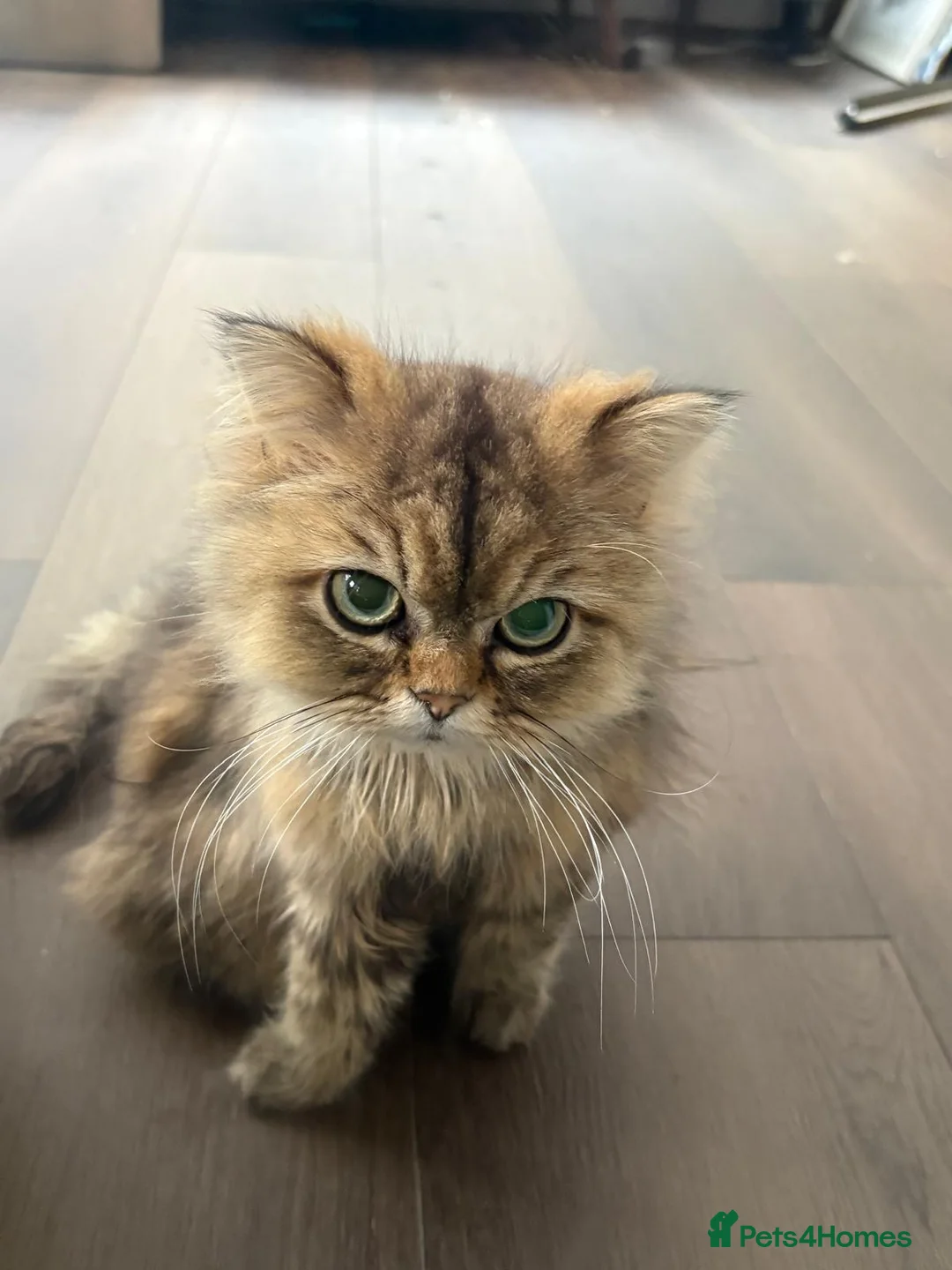 Persian cats for sale: Fluffy babies in need of new forever home  in Lichfield - Advert 1