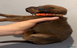 Mixed Breed dogs for sale: Boxwillers - Image 31