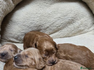 Cockapoo dogs 🌟⭐Toy Cockapoo⭐🌟 - Advert 3