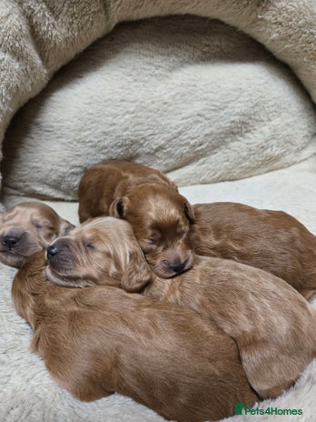 Cockapoo dogs 🌟⭐Toy Cockapoo⭐🌟 - Advert 1