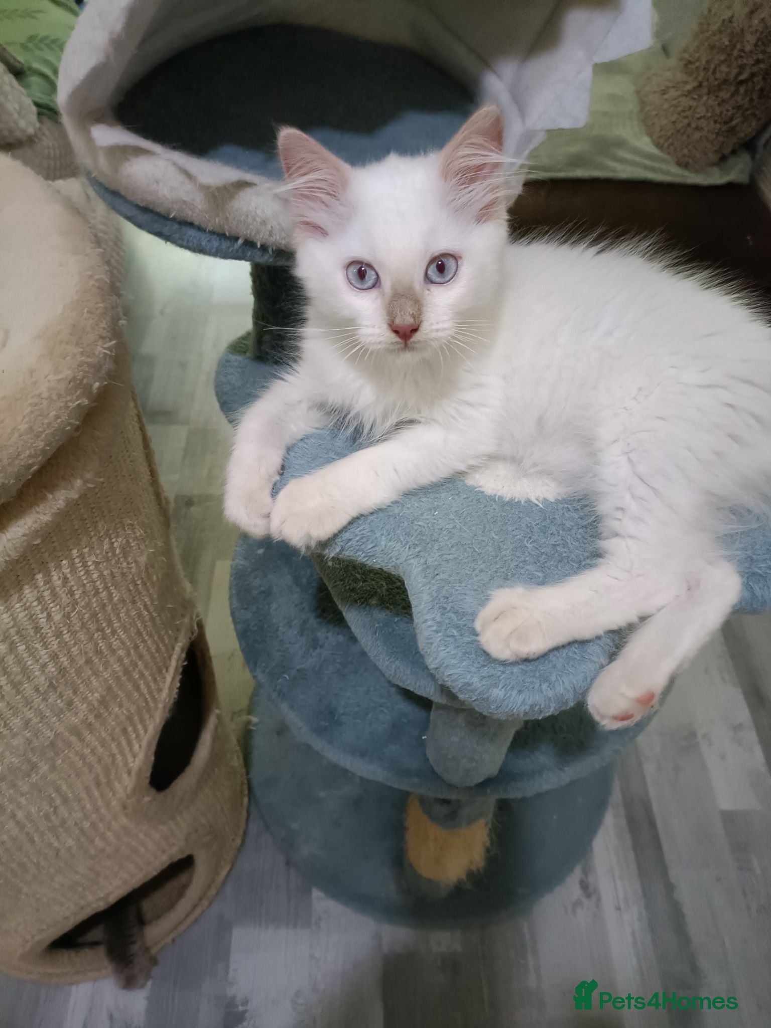 Ragdoll cats Ready now Rare active fawn point boy - Advert 2