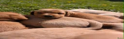 Labrador Retriever dogs for sale: Beautiful yellow labrador puppies  - Advert 13