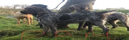 German Wirehaired Pointer dogs for sale: KC Registered German Wirehaired Pointer Puppies - Advert 13