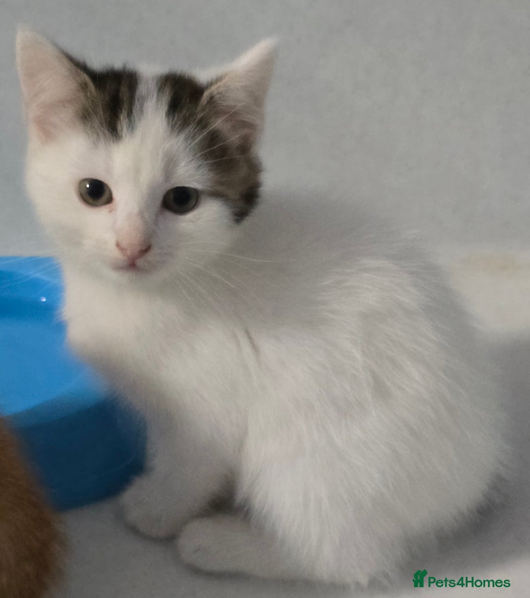 Mixed Breed cats for sale: Gorgeous Boys ready now!!! - Advert 8