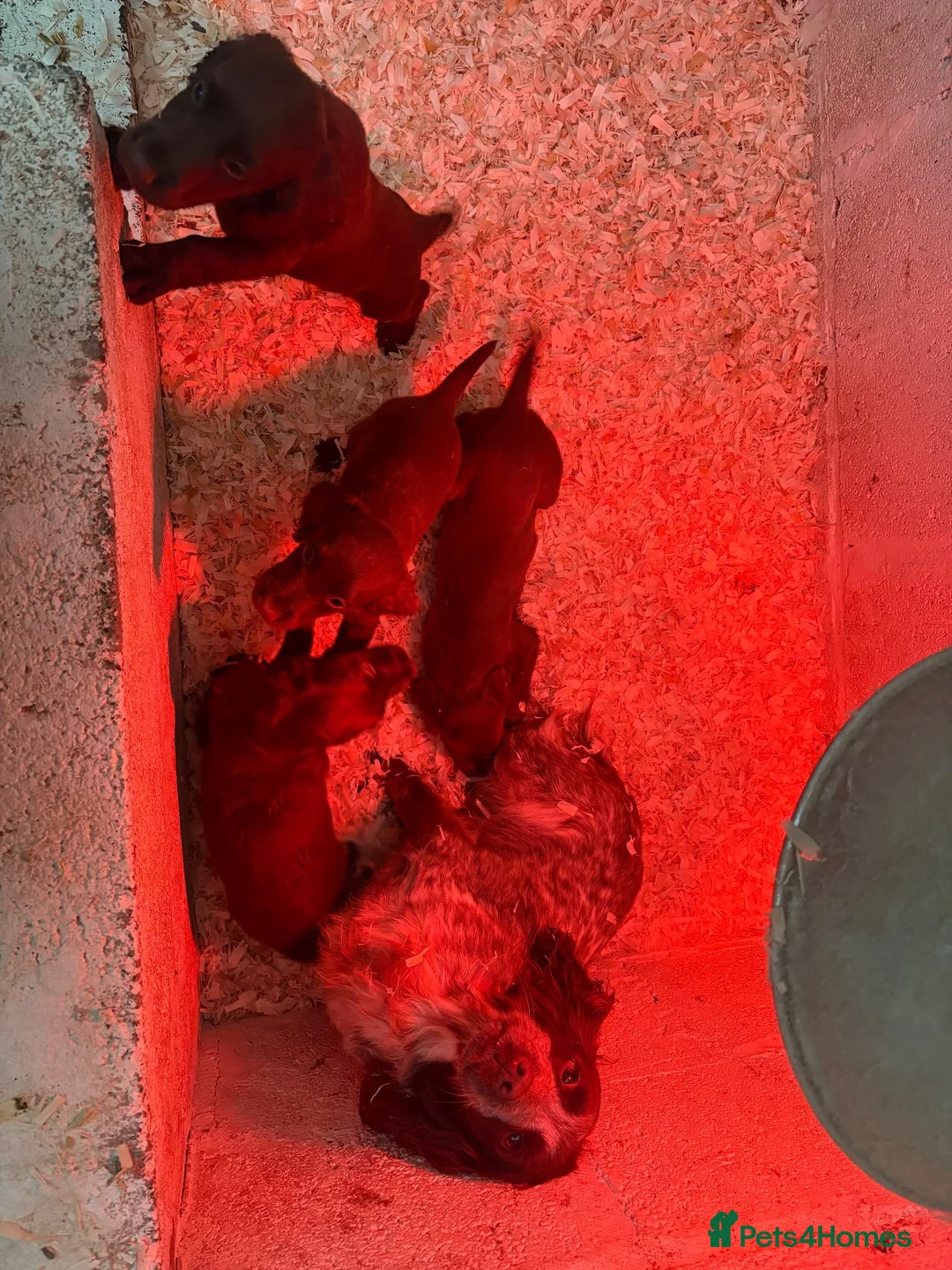 Cocker Spaniel dogs for sale: Working cocker spaniel puppy’s  - Advert 10