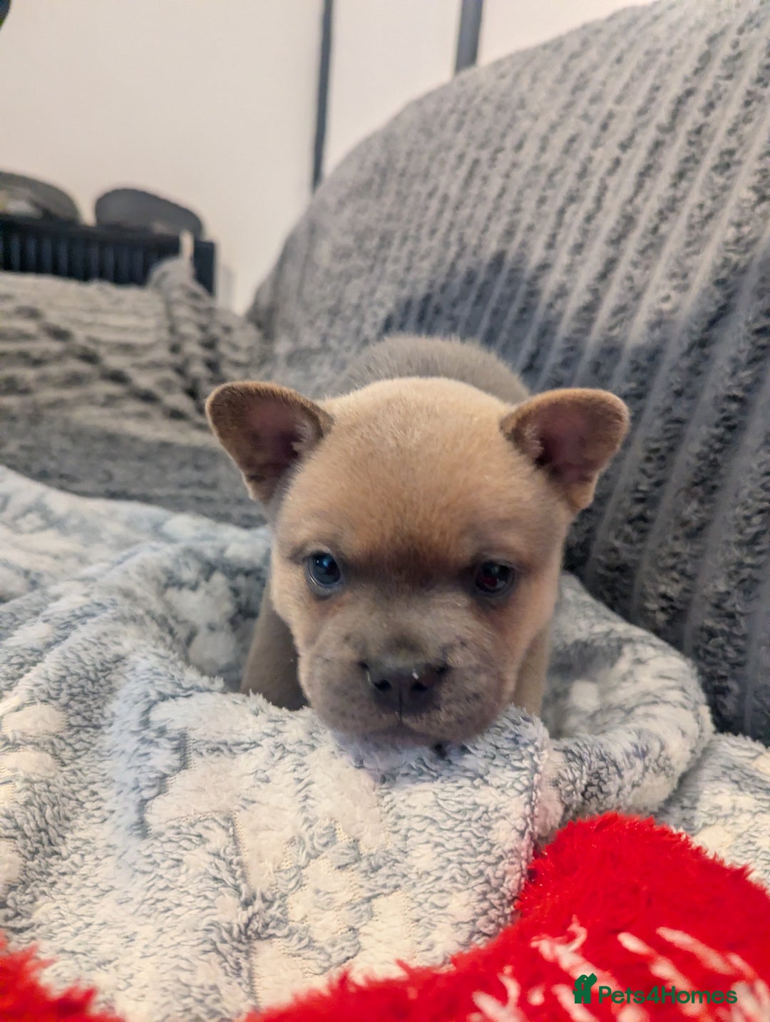 Mixed Breed dogs for sale: Beautiful Frenchie x chow chow puppies. - Advert 4