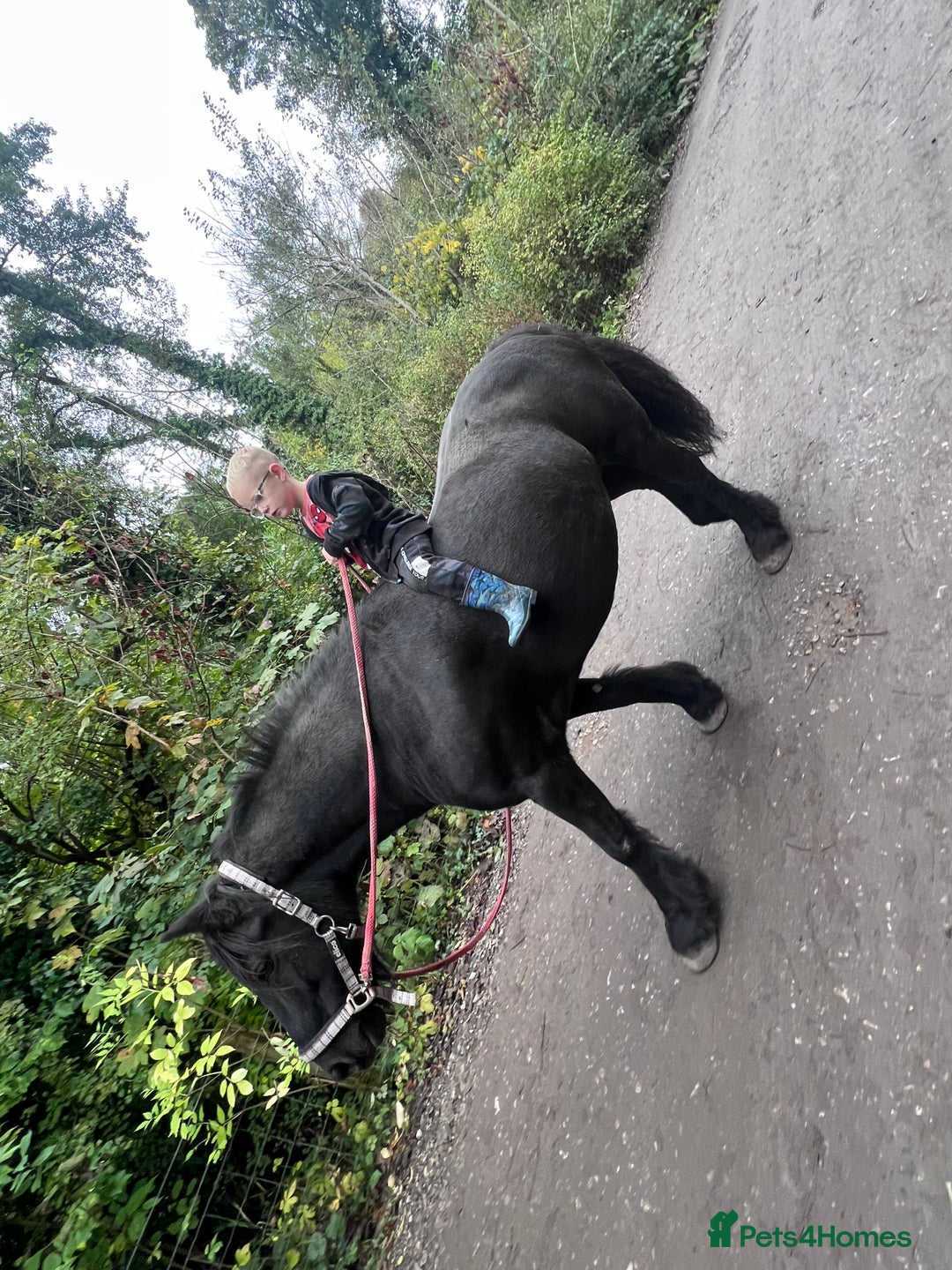 Fell horses for sale: Cob x Fell mare 10yrs old  - Advert 6