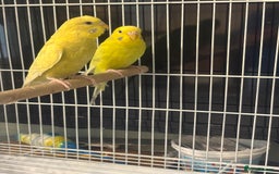 Budgerigars birds for sale: Budgies for sale  - Image 5