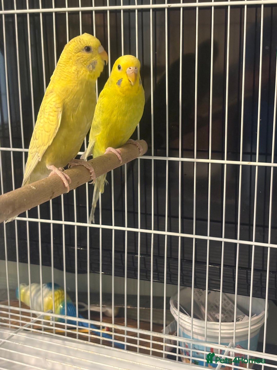 Budgerigars birds for sale: Budgies for sale  - Image 5