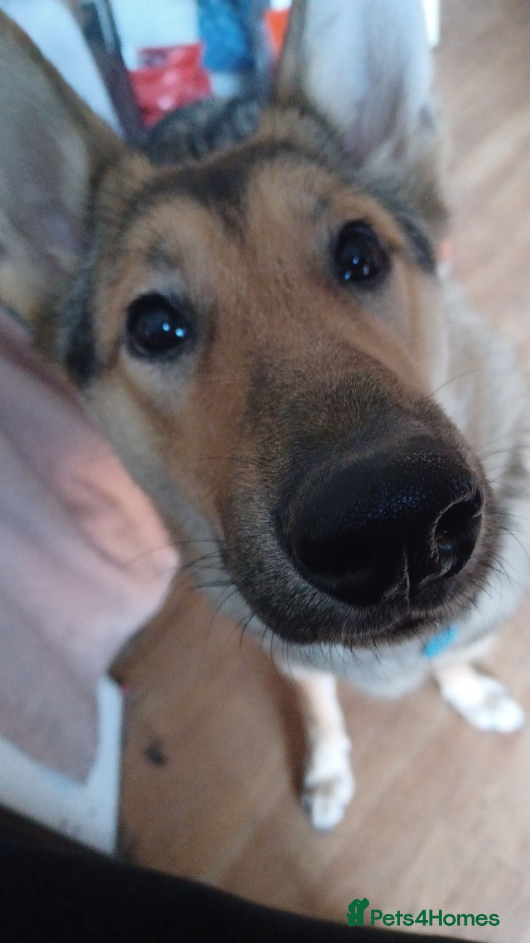 Shepsky dogs for adoption: 1 Year Old Super Friendly Shepsky Needs A New Home - Image 6