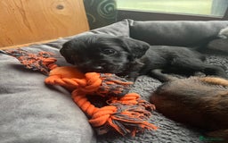 Mixed Breed dogs for sale: Gorgeous Plummer Terrier X Toy Poodle - Image 24