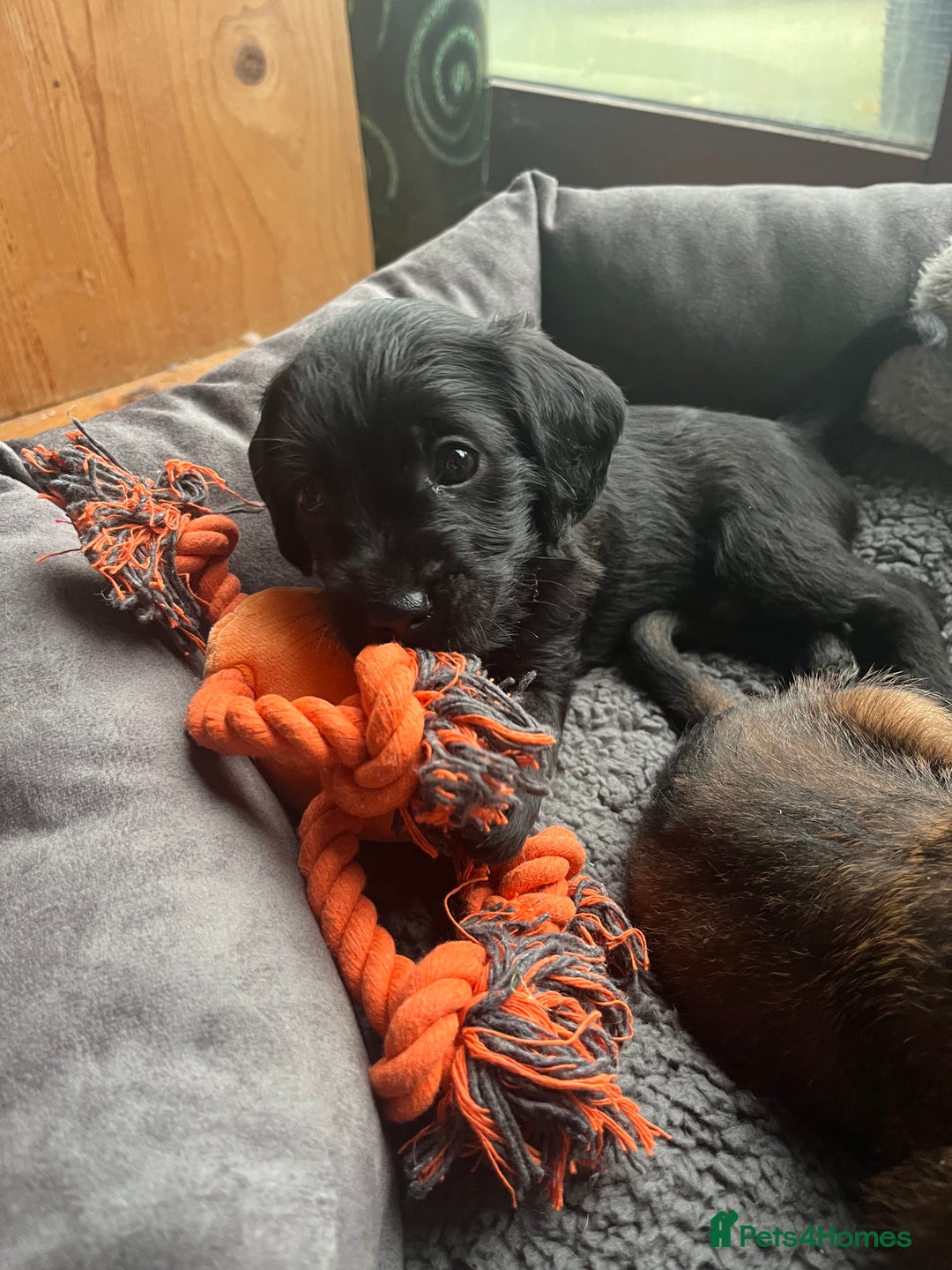 Mixed Breed dogs for sale: Gorgeous Plummer Terrier X Toy Poodle - Image 24