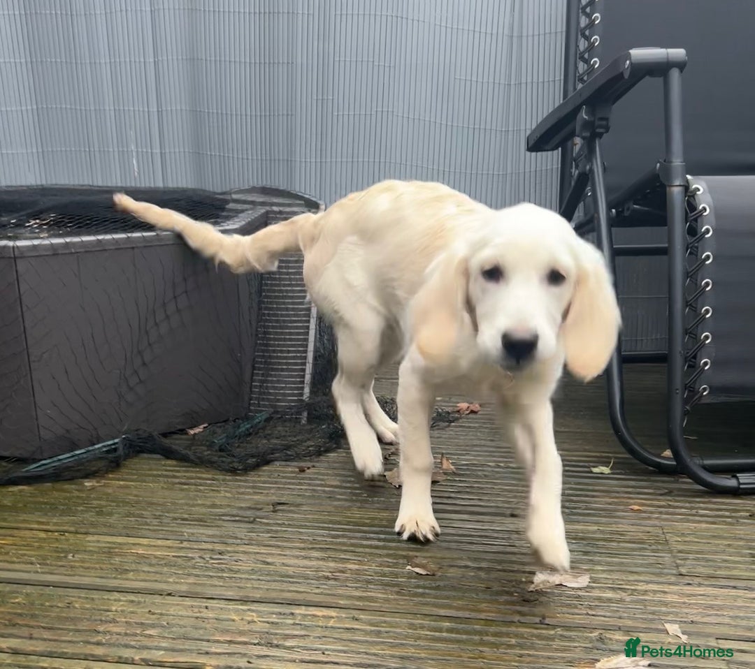 Golden Retriever dogs for sale: STUNNING CHAMPAGNE KC GIRL - Advert 10