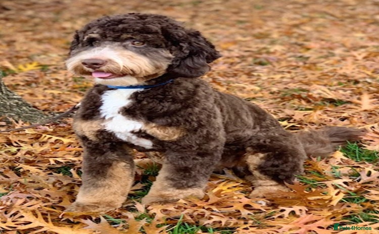 Australian Labradoodle dogs - Advert 7