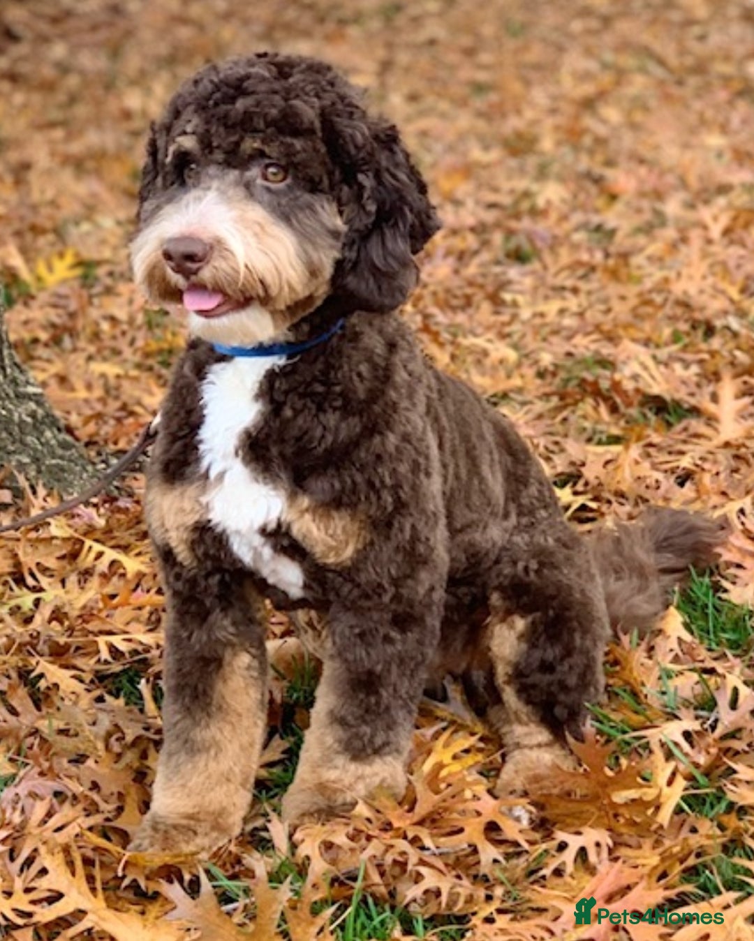Australian Labradoodle dogs for sale: These pups have it all - Image 1