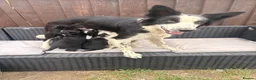 Border Collie dogs for sale: Gorgeous tri-coloured+black+white collie puppies  - Advert 8