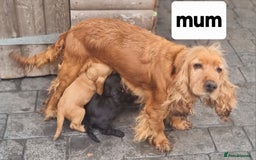 Cocker Spaniel dogs for sale: Show type cocker spaniel puppies  - Image 8