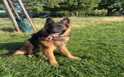 German Shepherd dogs for sale: Rehoming 1 Year Old German Shepherd Male - Image 8