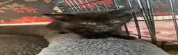 Mixed Breed cats for sale: 4 beautiful kitten ready for a amazing home. in Birmingham - Advert 3