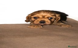 Cavalier King Charles Spaniel dogs for sale: Stunning top quality KC reg Ruby boy remaining  - Image 2